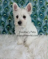 AKC Mira, a female West Highland White Terrier for sale in Boyden, IA – 4 of 9