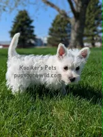 AKC Mira, a female West Highland White Terrier for sale in Boyden, IA – 2 of 9