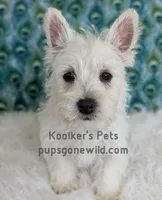 AKC Mira, a female West Highland White Terrier for sale in Boyden, IA – 5 of 9