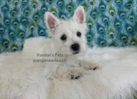AKC Mira, a female West Highland White Terrier for sale in Boyden, IA – 7 of 9