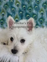 AKC Mira, a female West Highland White Terrier for sale in Boyden, IA – 6 of 9