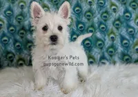 AKC Mira, a female West Highland White Terrier for sale in Boyden, IA – 3 of 9