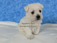 AKC Mira, a female West Highland White Terrier for sale in Boyden, IA – Photo 2 of 7