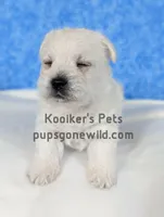 AKC Mira, a female West Highland White Terrier for sale in Boyden, IA – Photo 7 of 7