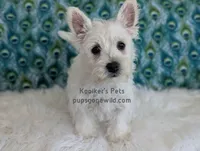 AKC Mira, a female West Highland White Terrier for sale in Boyden, IA – 9 of 9