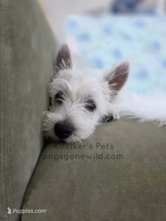Anastasia - SALE – West Highland White Terrier puppy for sale in Boyden, IA