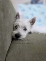 Anastasia - SALE, a female West Highland White Terrier for sale in Boyden, IA – 1 of 3