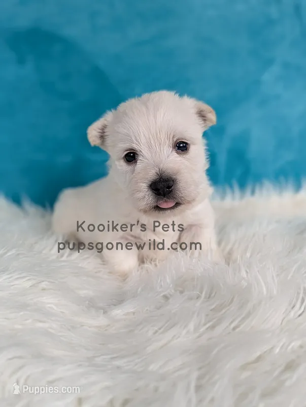 Sullivan – West Highland White Terrier puppy for sale in Boyden, IA