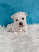 Sullivan, a male West Highland White Terrier for sale in Boyden, IA – 1 of 4