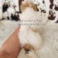 ollie-SALE, a male Shichon for sale in Boyden, IA – Photo 2 of 4