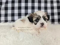 processed/4394682a-a9e7-4658-9b11-ffb07ffd857a/listing/9af45b91-e417-4856-9bfb-1ce936098953/65b4cb9d-9261-4f18-9e15-a632005b2903