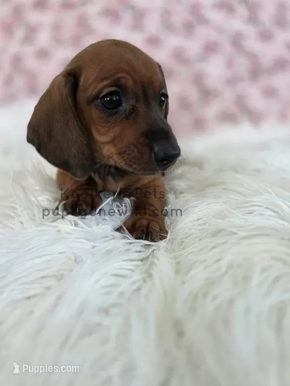 Harper – Miniature Dachshund puppy for sale in Boyden, IA