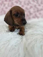 Harper, a female Miniature Dachshund for sale in Boyden, IA – 1 of 4