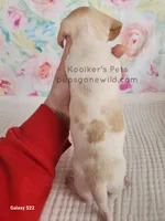 Cream Puff, a female Miniature Dachshund for sale in Boyden, IA – Photo 3 of 3