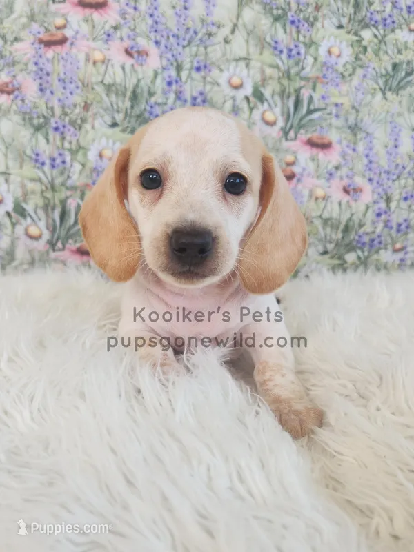 Cream Puff – Miniature Dachshund puppy for sale in Boyden, IA