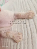 Cream Puff, a female Miniature Dachshund for sale in Boyden, IA – Photo 2 of 3