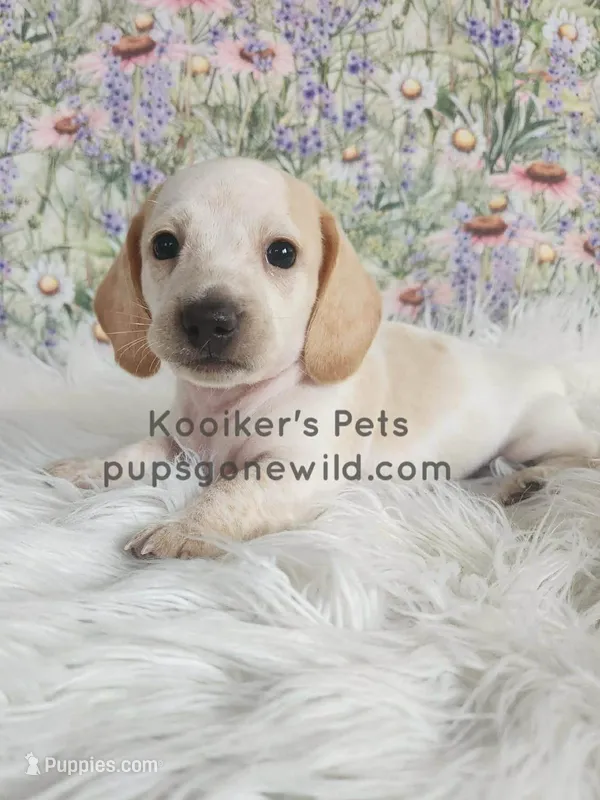 Cream Puff – Miniature Dachshund puppy for sale in Boyden, IA