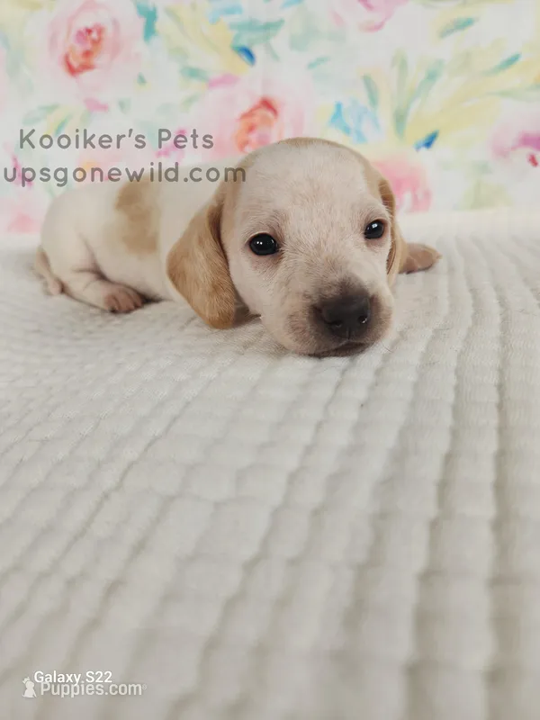 Cream Puff – Miniature Dachshund puppy for sale in Boyden, IA