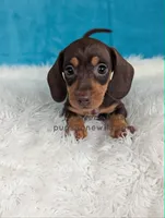 Truffle, a male Miniature Dachshund for sale in Boyden, IA – 1 of 4