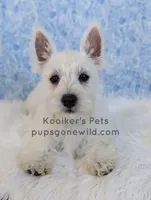 AKC Mira Sale, a female West Highland White Terrier for sale in Boyden, IA – 4 of 6