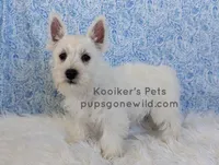 AKC Mira Sale, a female West Highland White Terrier for sale in Boyden, IA – 6 of 6