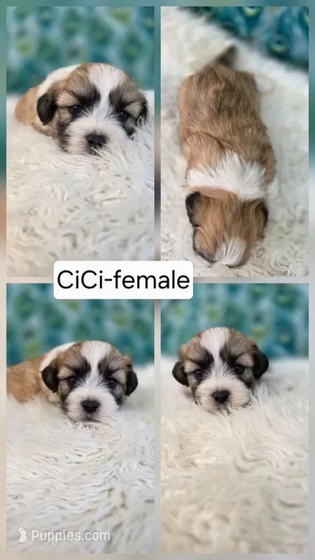 CiCi – Shichon puppy for sale in Boyden, IA