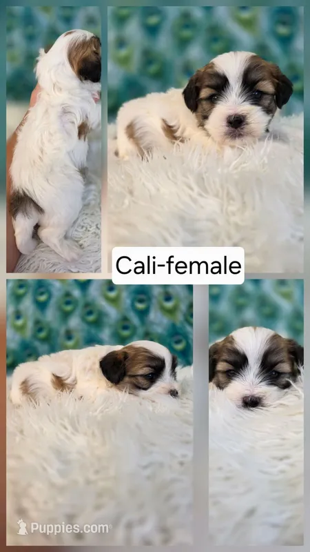 Cali – Shichon puppy for sale in Boyden, IA