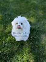 Brimsley-SALE, a male Shichon for sale in Boyden, IA – 3 of 7