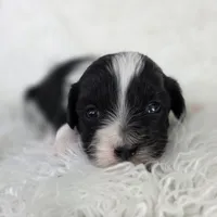 Barbie, a female Bichon Frise and Shih Tzu for sale in Boyden, IA – 1 of 2