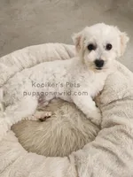 Artic-SALE, a male Bichon Frise for sale in Boyden, IA – Photo 3 of 4