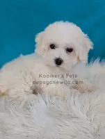 processed/4394682a-a9e7-4658-9b11-ffb07ffd857a/listing/a3d1dd60-c7dd-4184-ae46-c4ea3f377dc2/136970f9-e59d-4aba-a7cc-4b4a32bac840