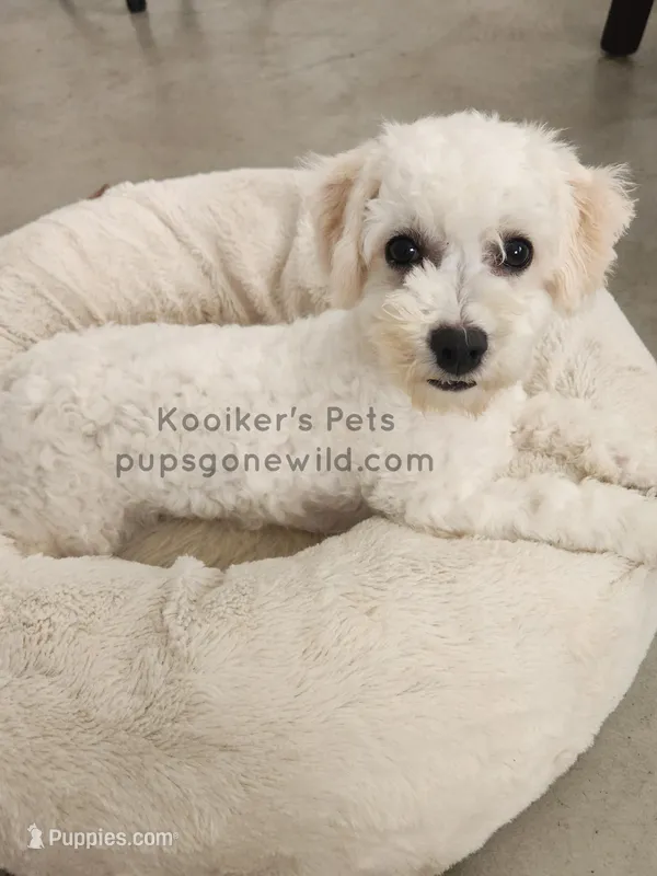 Artic-SALE – Bichon Frise puppy for sale in Boyden, IA