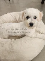 Artic-SALE, a male Bichon Frise for sale in Boyden, IA – Photo 1 of 4