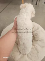 Artic-SALE, a male Bichon Frise for sale in Boyden, IA – Photo 2 of 4