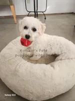 Artic-SALE, a male Bichon Frise for sale in Boyden, IA – Photo 4 of 4