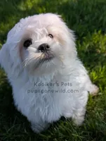 Brimsley-SALE, a male Shichon for sale in Boyden, IA – 5 of 7