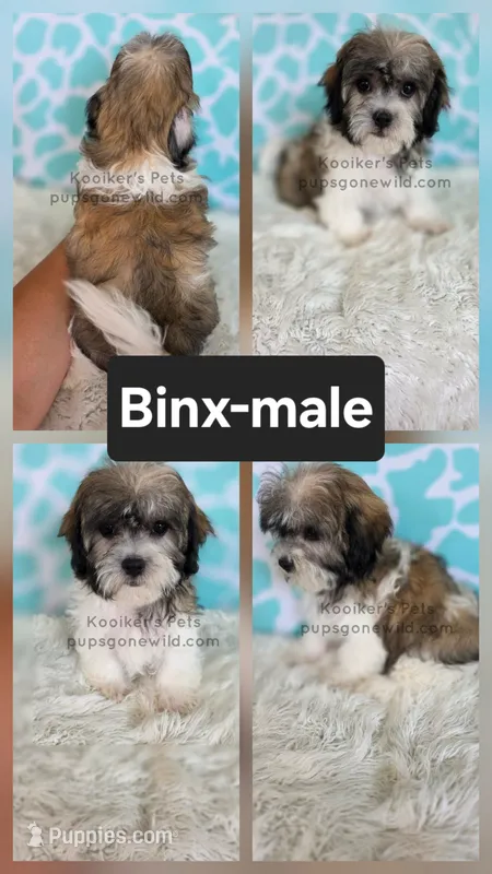 Binx – Shichon puppy for sale in Boyden, IA