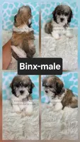 Binx, a male Shichon for sale in Boyden, IA – 1 of 1