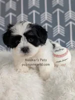 Cash, a male Bichon Frise and Shih Tzu for sale in Boyden, IA – 2 of 3