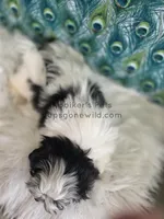 Mack, a male Shichon for sale in Boyden, IA – Photo 3 of 3