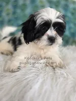 Mack, a male Shichon for sale in Boyden, IA – Photo 2 of 3