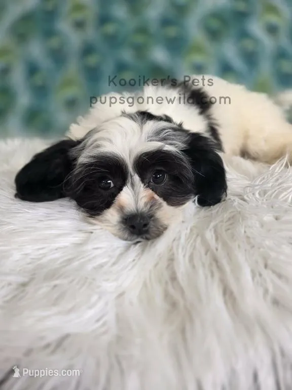 Mack – Shichon puppy for sale in Boyden, IA