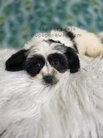 Mack, a male Shichon for sale in Boyden, IA – Photo 1 of 3