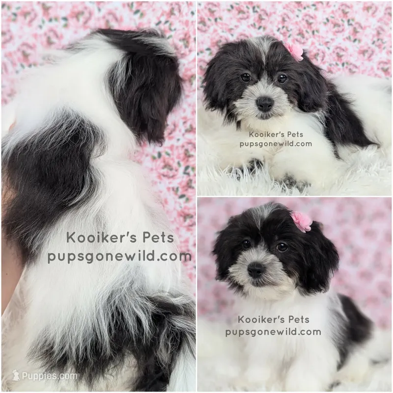 Emmie – Bichon Frise, Shih Tzu puppy for sale in Boyden, IA