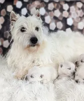 Sweetie, a female West Highland White Terrier for sale in Boyden, IA – 2 of 2