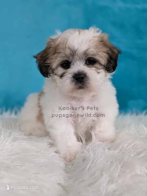 Happy – Bichon Frise, Shih Tzu puppy for sale in Boyden, IA
