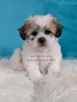 Happy, a male Bichon Frise and Shih Tzu for sale in Boyden, IA – 1 of 3