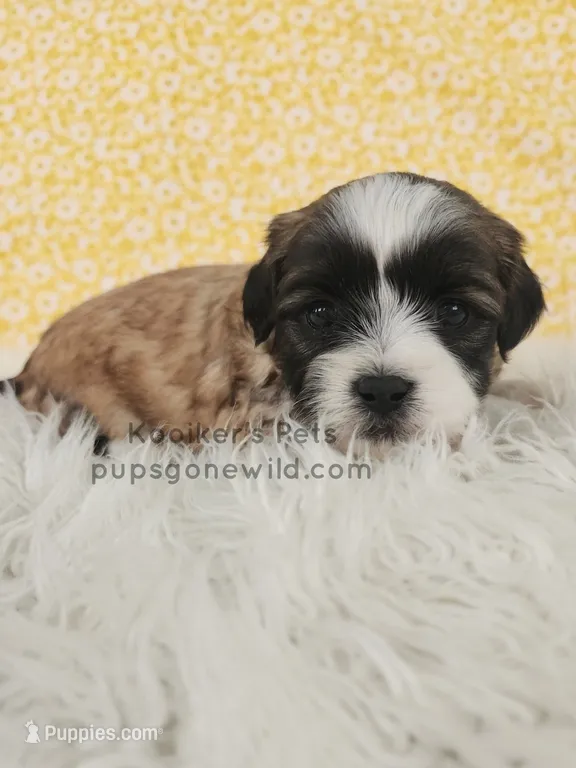 Poppy – Bichon Frise, Shih Tzu puppy for sale in Boyden, IA