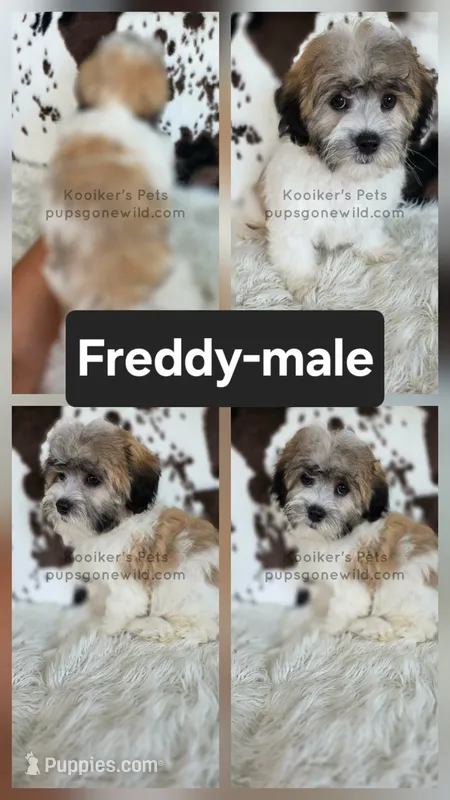 Freddy – Shichon puppy for sale in Boyden, IA