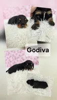 Godiva, a female Miniature Dachshund for sale in Boyden, IA – 1 of 1